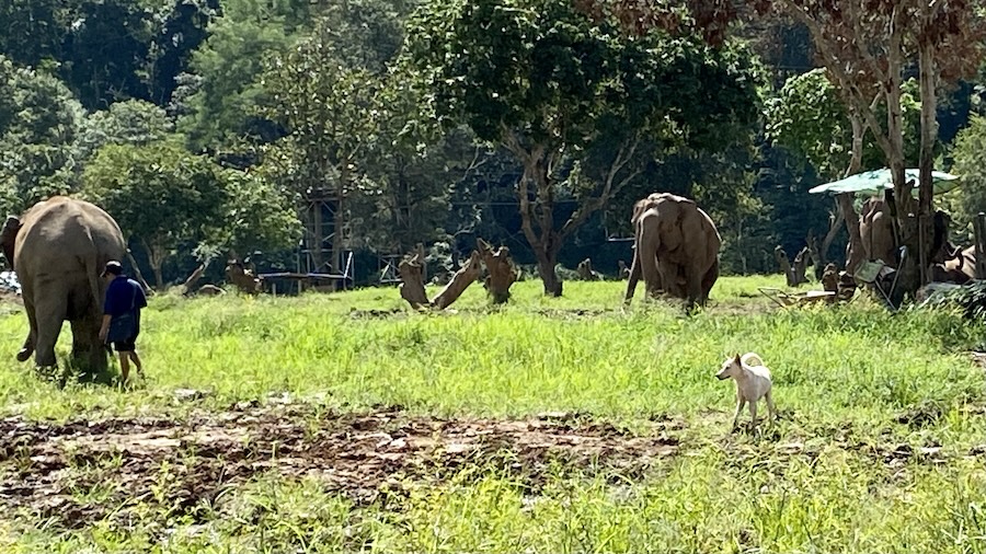 Elephants on the field
