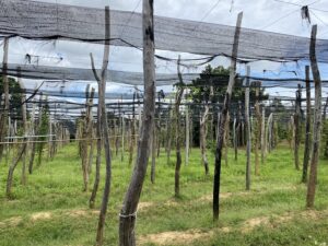 Patio Pepper farm in Kep