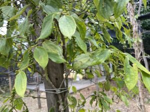Patio Pepper farm in Kep