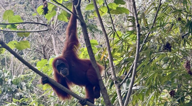 Sumatra, Indonesia